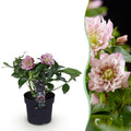 Tuinplant - Lenten Rose - Helleborus orientalis Double Ellen Pink - Roze Bloem -1 Plant - Groenblijvend - Pot 14cm Hoogte 35cm