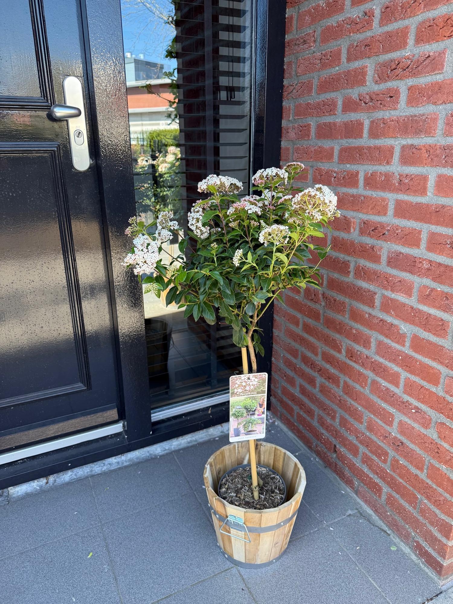 Plant op Stam - Viburnum tinus - Terras Plant - Bladhoudend - Winterhard - Wit-Roze Bloem - Pot 19cm Hoogte 90cm