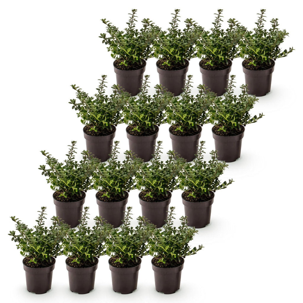 16x Ilex crenata Stokes - Japanse Hulst - Haagplanten - Groenblijvend - Groen - Pot 9cm - Hoogte 20-30cm