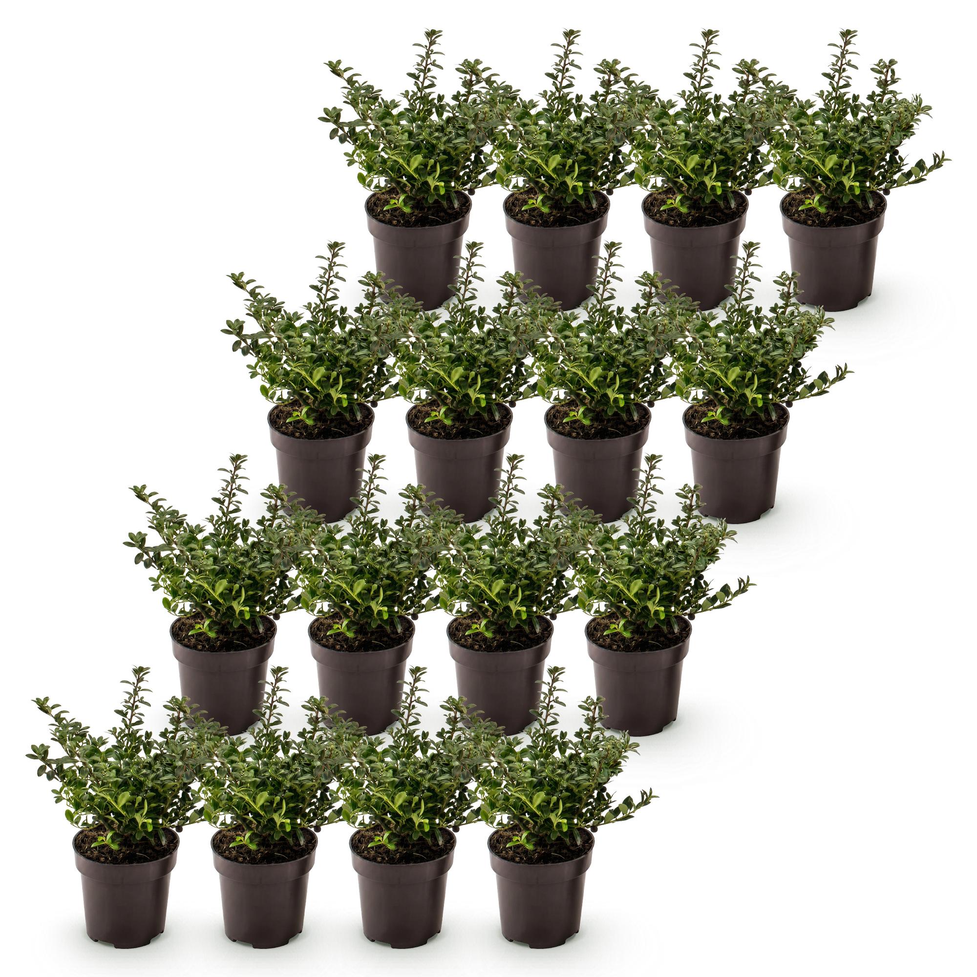 16x Ilex crenata Stokes - Japanse Hulst - Haagplanten - Groenblijvend - Groen - Pot 9cm - Hoogte 20-30cm