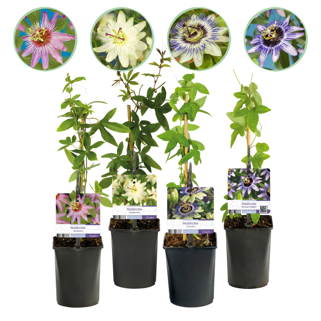 Passiebloem - Passiflora Rainbow  - Bloem Roze Wit Paars Groen - Weinig onderhoud - 4 planten - Pot 11cm Hoogte 40cm
