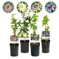 Passiebloem - Passiflora Rainbow  - Bloem Roze Wit Paars Groen - Weinig onderhoud - 4 planten - Pot 11cm Hoogte 40cm