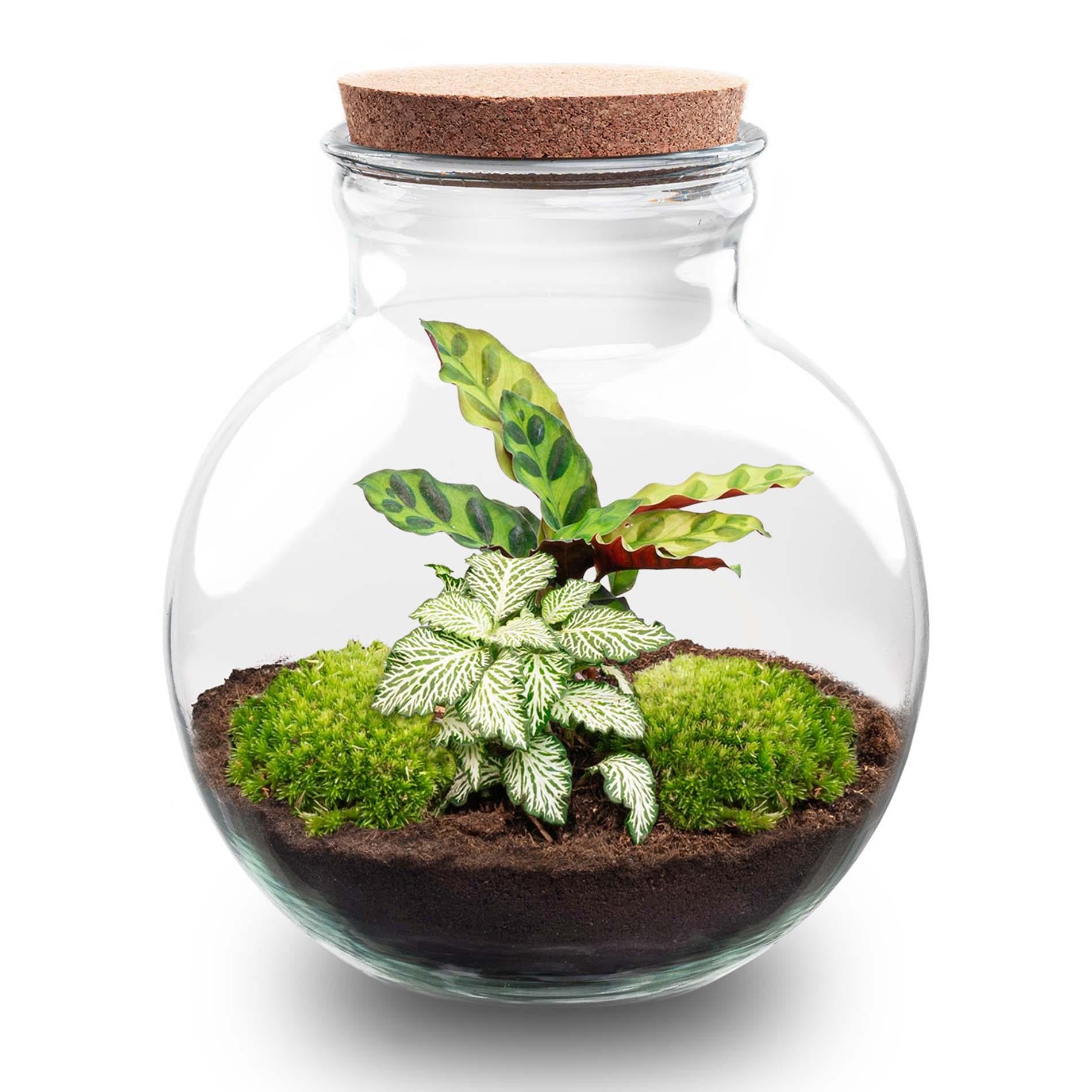 DIY Planten terrarium (met licht) - Teddy - Ø 25 cm ↑ 26,5 cm - Rake + Shovel