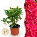 Tuinplant - Hydrangea macrophylla Rood - Hortensia - Winterhard - Rood - 3 Planten - Pot 12cm - Hoogte Hoogte 20-30cm