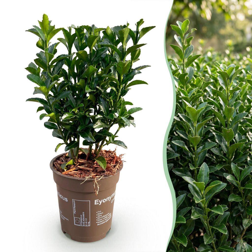 16x Euonymus japonica Green Spire - Kardinaalsmuts - Haagplanten - Groenblijvend - Groen - Pot 9cm - Hoogte 20-25cm