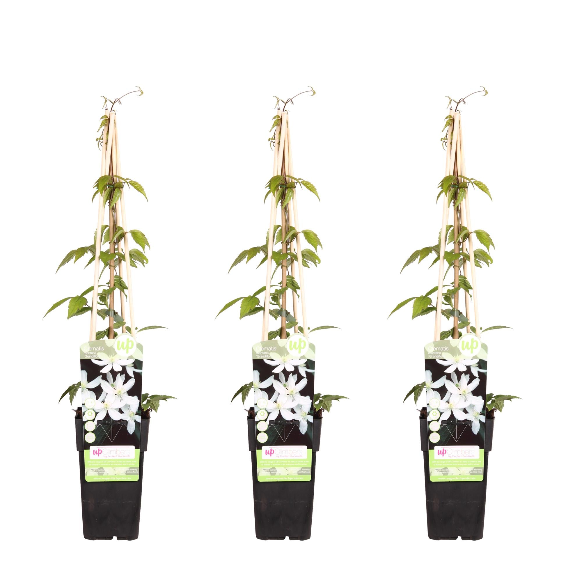 3x - Clematis Montana 'Grandiflora' - ↨65cm - Ø15