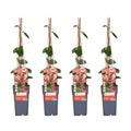 4x - Lonicera periclymenum 'Belgica' - ↨65cm - Ø15
