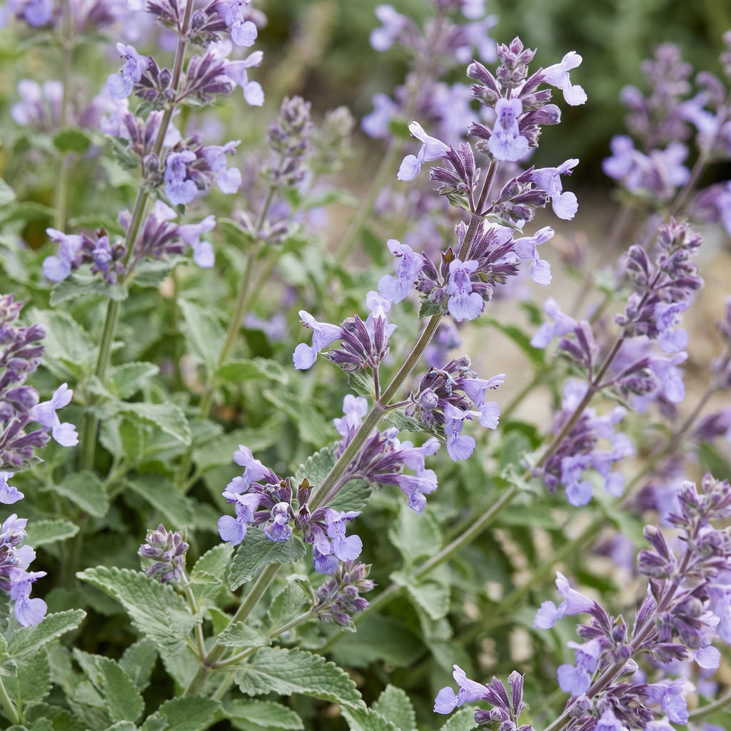 Vasteplant - Nepeta faassenii Walker's Low - Kattenkruid - Bijen en Vlinderlokkers - Blauw - 6 Planten - Pot 11cm - Hoogte 15-25cm