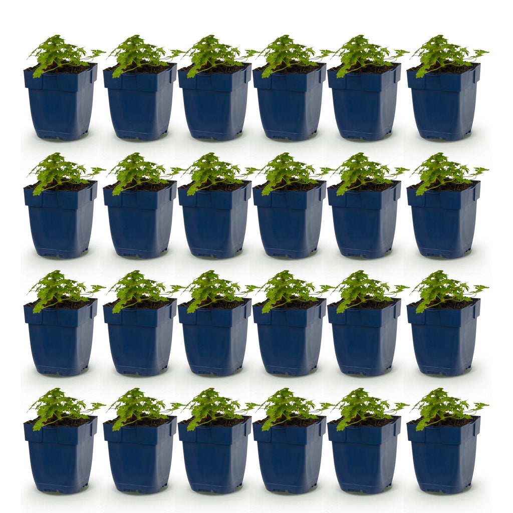 Vasteplant - Geranium macr. Spessart - Ooievaarsbek - Bodembedekkend - Wit-Roze - 24 Planten - Pot 11cm - Hoogte 15-25cm