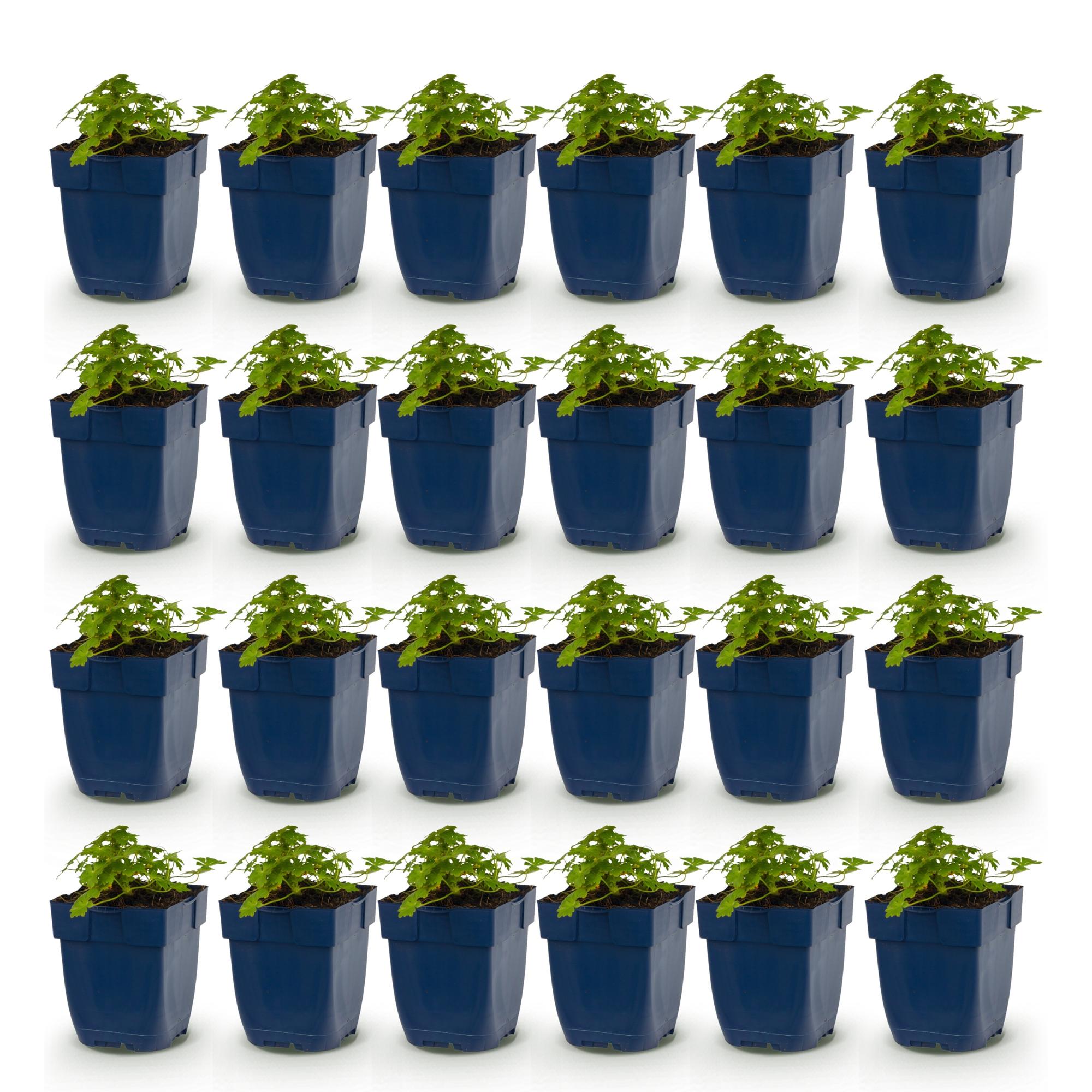 Vasteplant - Geranium macr. Spessart - Ooievaarsbek - Bodembedekkend - Wit-Roze - 24 Planten - Pot 11cm - Hoogte 15-25cm