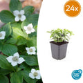 24x Cornus canadensis - ↕10-25cm - Ø9cm