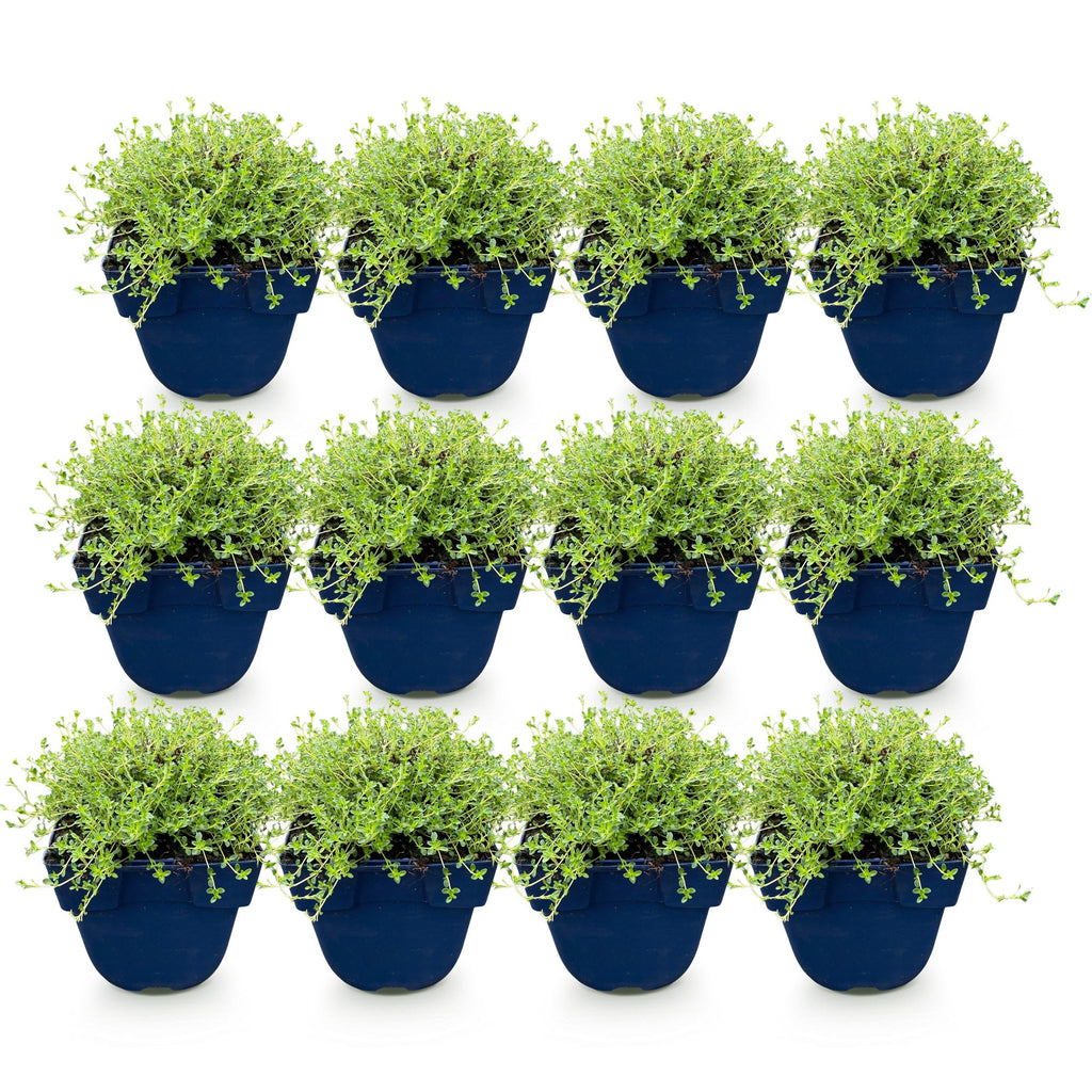 Vasteplant - Thymus praecox Albiflorus - Witte kruiptijm - Geurend - Wit - 12 Planten - Pot 11cm - Hoogte 15-25cm