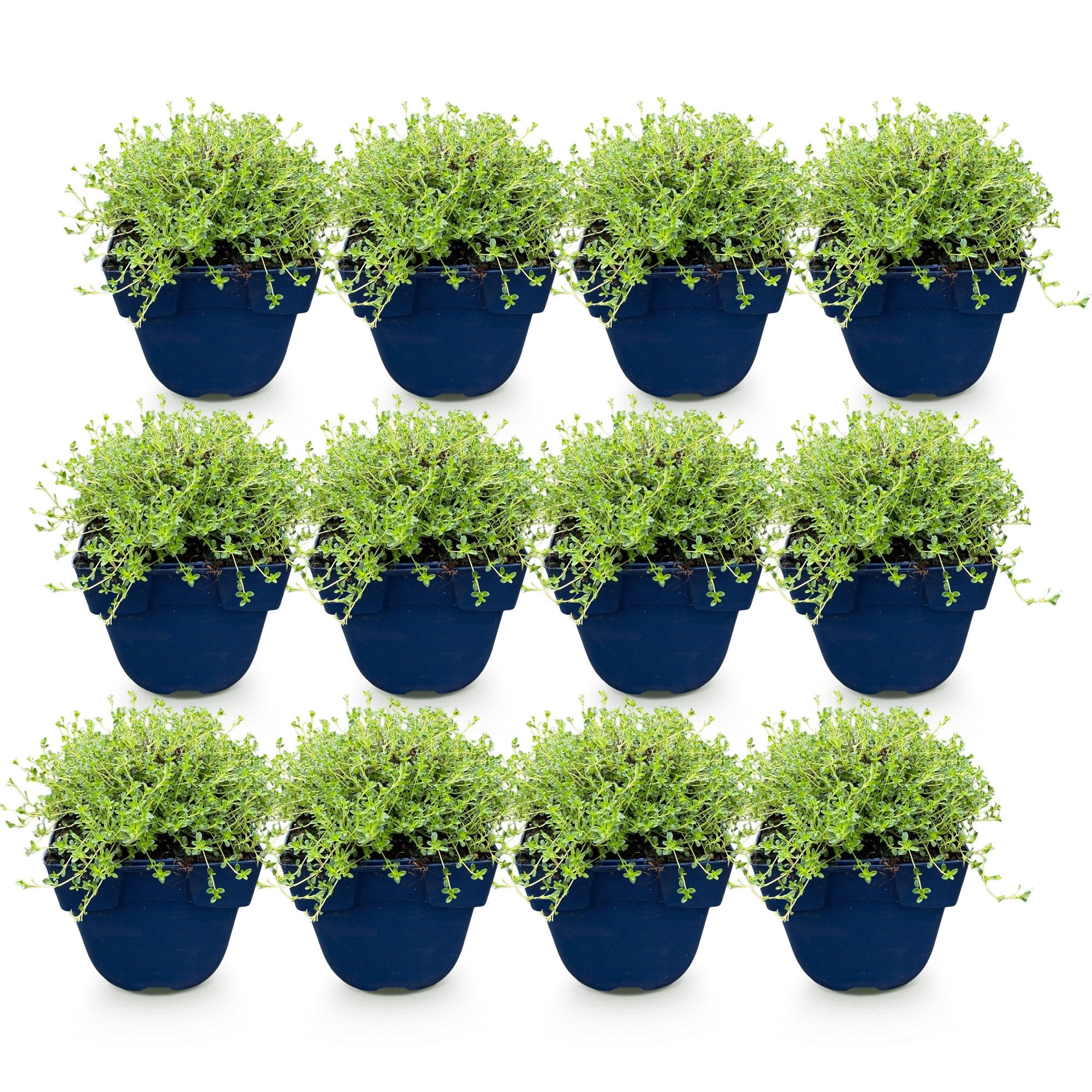 Vasteplant - Thymus praecox Albiflorus - Witte kruiptijm - Geurend - Wit - 12 Planten - Pot 11cm - Hoogte 15-25cm