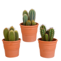 Cereus mix 10,5cm - 3x - in terracotta pot