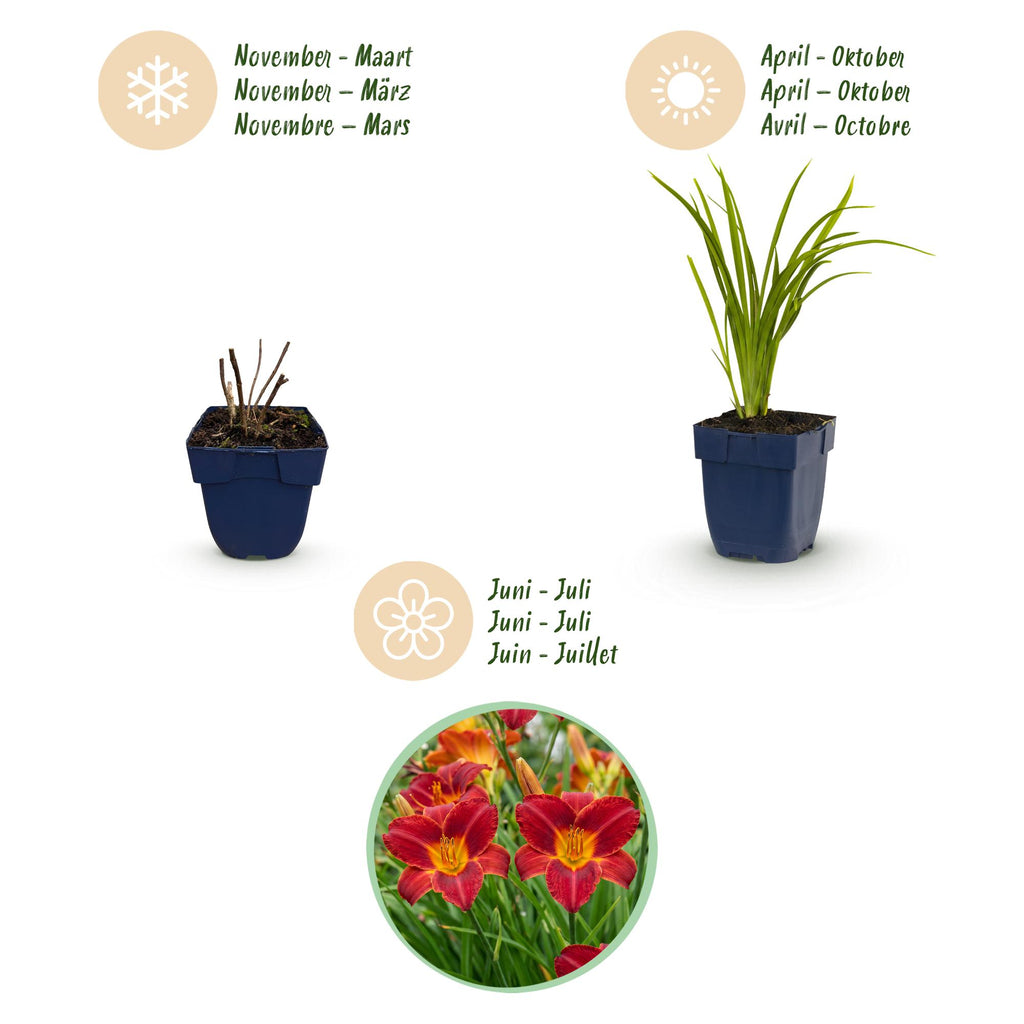Vasteplant - Hemerocallis Autumn Red - Daglelie - Bijen en Vlinderlokkers - Rood - 1 Plant - Pot 11cm - Hoogte 15-25cm
