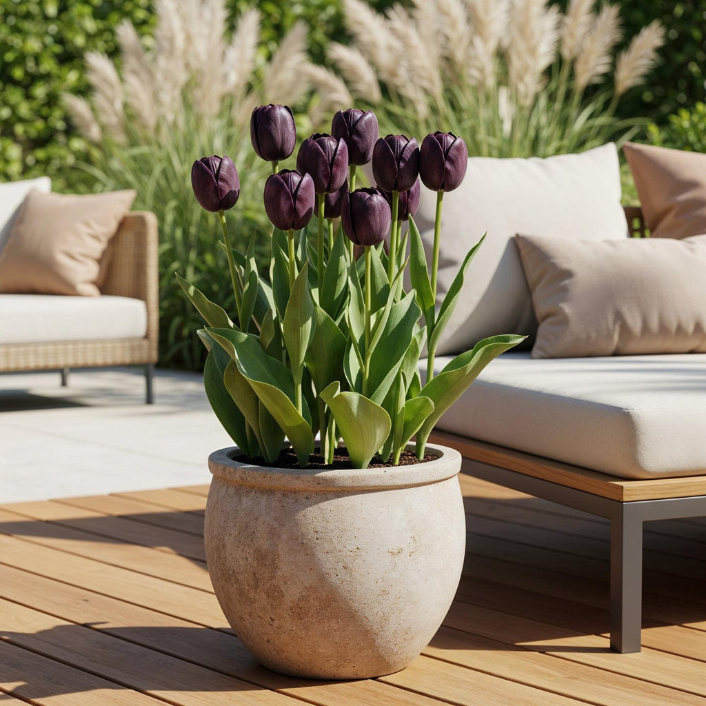 Bloembollen - Tulp Triumph Black - Kleur Donker Paars - 12 stuks - Bolmaat 11/12 - XXL Pack
