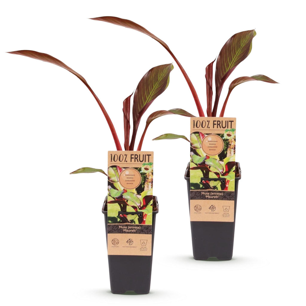 Fruitplant - Musa ensete Maurelli - Bananenboom - Winterhard - Rood-Groen - 2 Planten - Pot 15cm - Hoogte 50cm