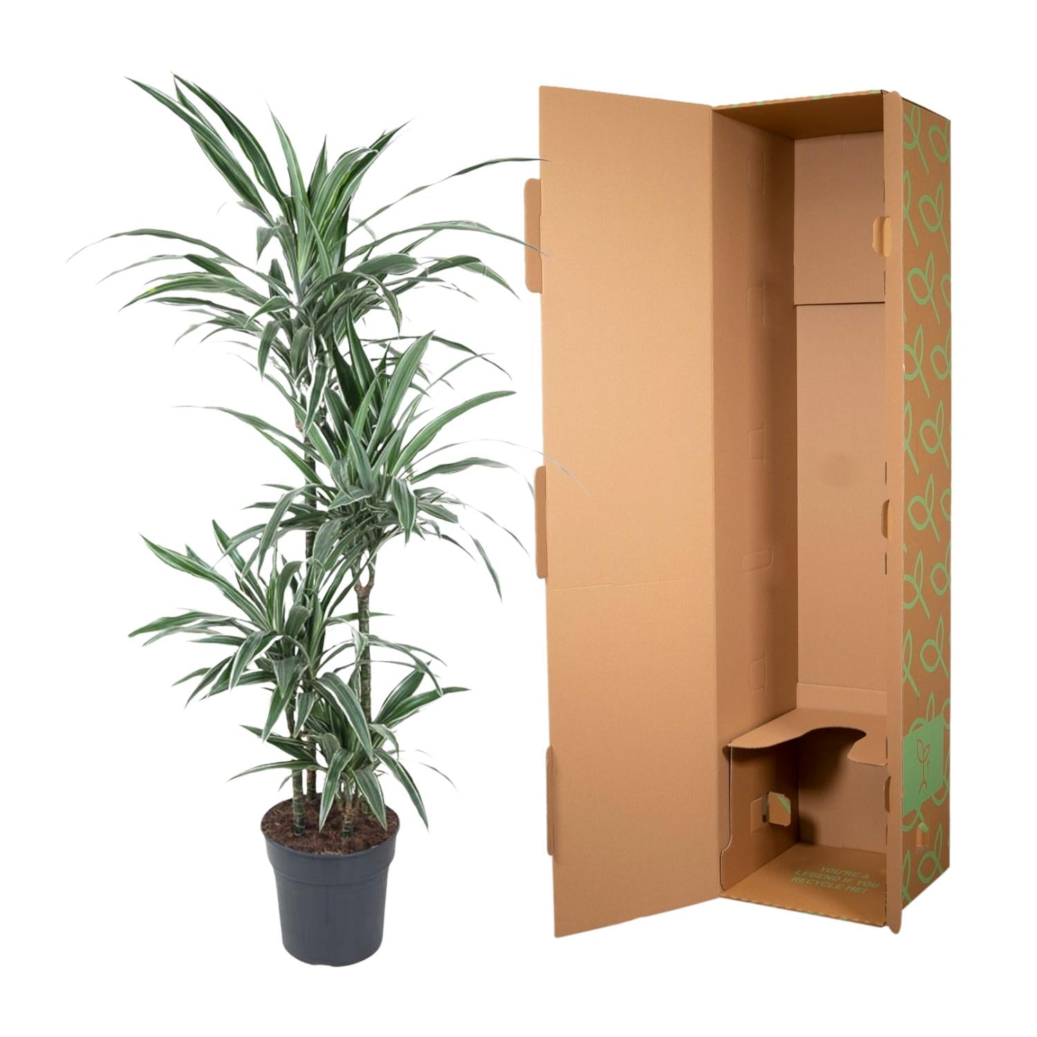 Dracaena Warneckei - 130 cm - ø27