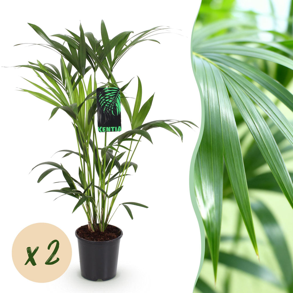 Kamerplant - Howea Forsteriana - Kentia Palm - Weinig Onderhoud - Groen - 2 planten - Pot 19cm - Hoogte 80-85cm