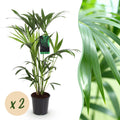 Kamerplant - Howea Forsteriana - Kentia Palm - Weinig Onderhoud - Groen - 2 planten - Pot 19cm - Hoogte 80-85cm