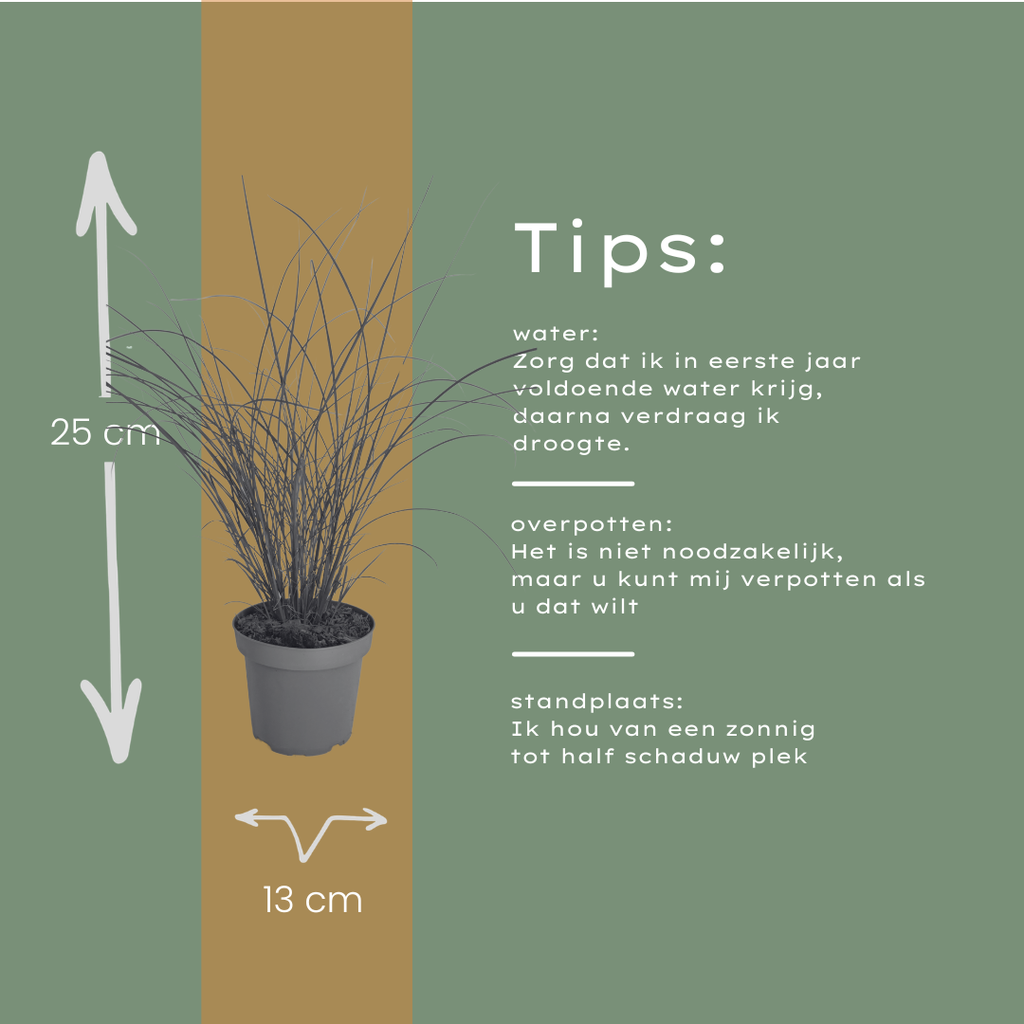 6x Miscanthus sinensis ‘Gracillimus’ – Elegant prachtriet met sierlijk overhangend blad | Potmaat 12 cm