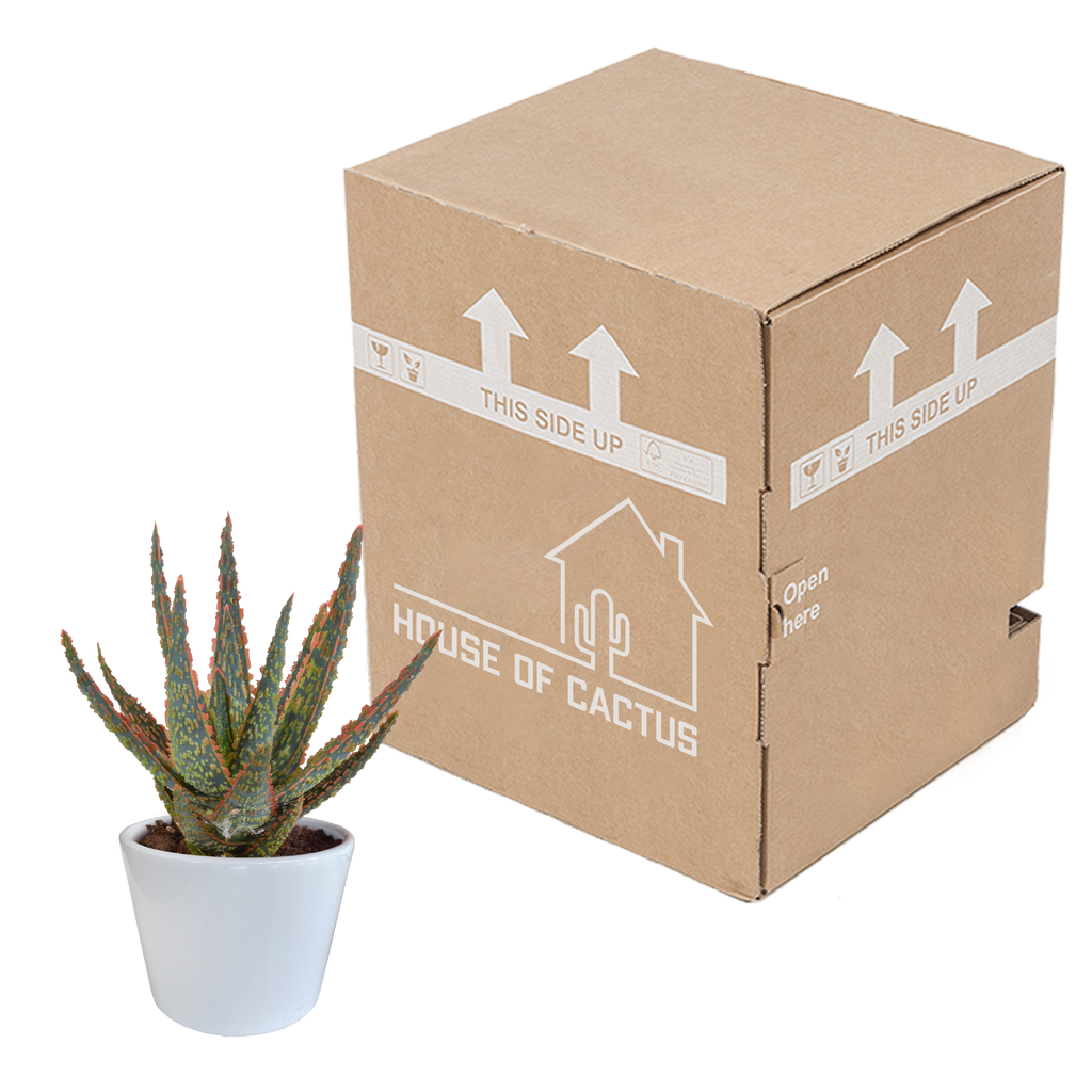 Aloë zebrina Dannyz 10,5cm - in witte pot