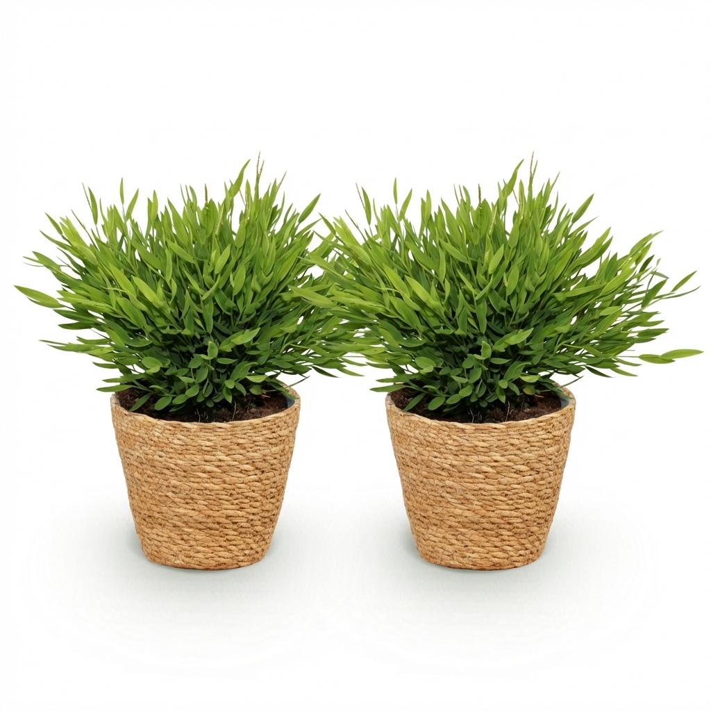 Kamerplant - Bamusa Pogonatherum Monica - Bamboegras - Huisdiervriendelijke Plant - Groen - 2 Planten - met Mand - Pot 12cm - Hoogte 20cm