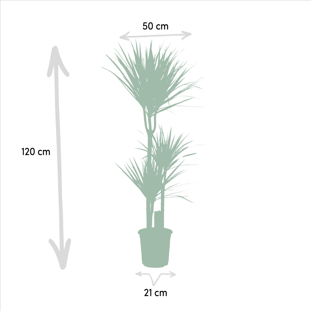 Dracaena Marginata - Ø21cm - ↕110cm