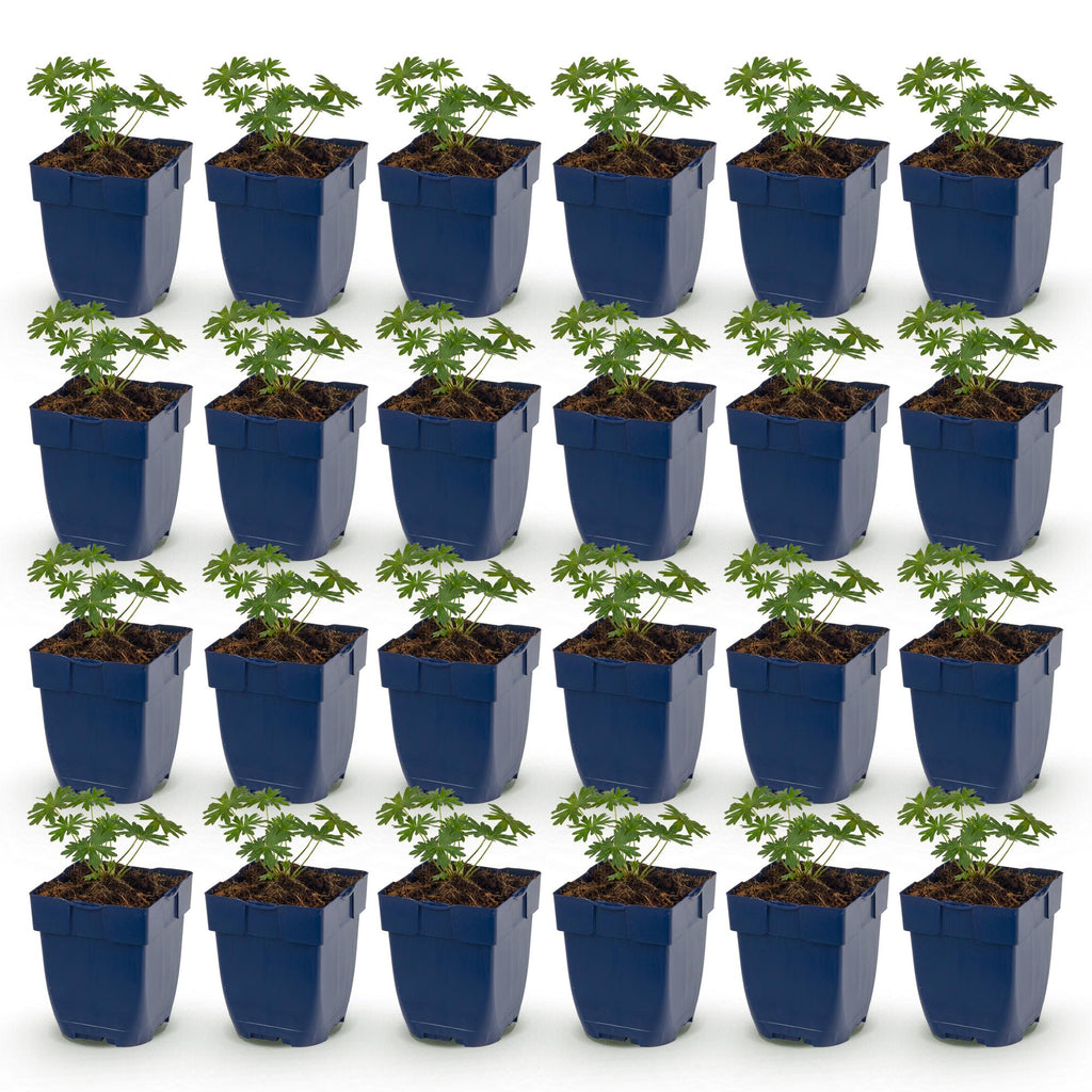 Vasteplant - Geranium sang. Album - Ooievaarsbek - Bodembedekkend - Wit - 24 Planten - Pot 11cm - Hoogte 15-25cm