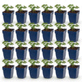 Vasteplant - Geranium sang. Album - Ooievaarsbek - Bodembedekkend - Wit - 24 Planten - Pot 11cm - Hoogte 15-25cm