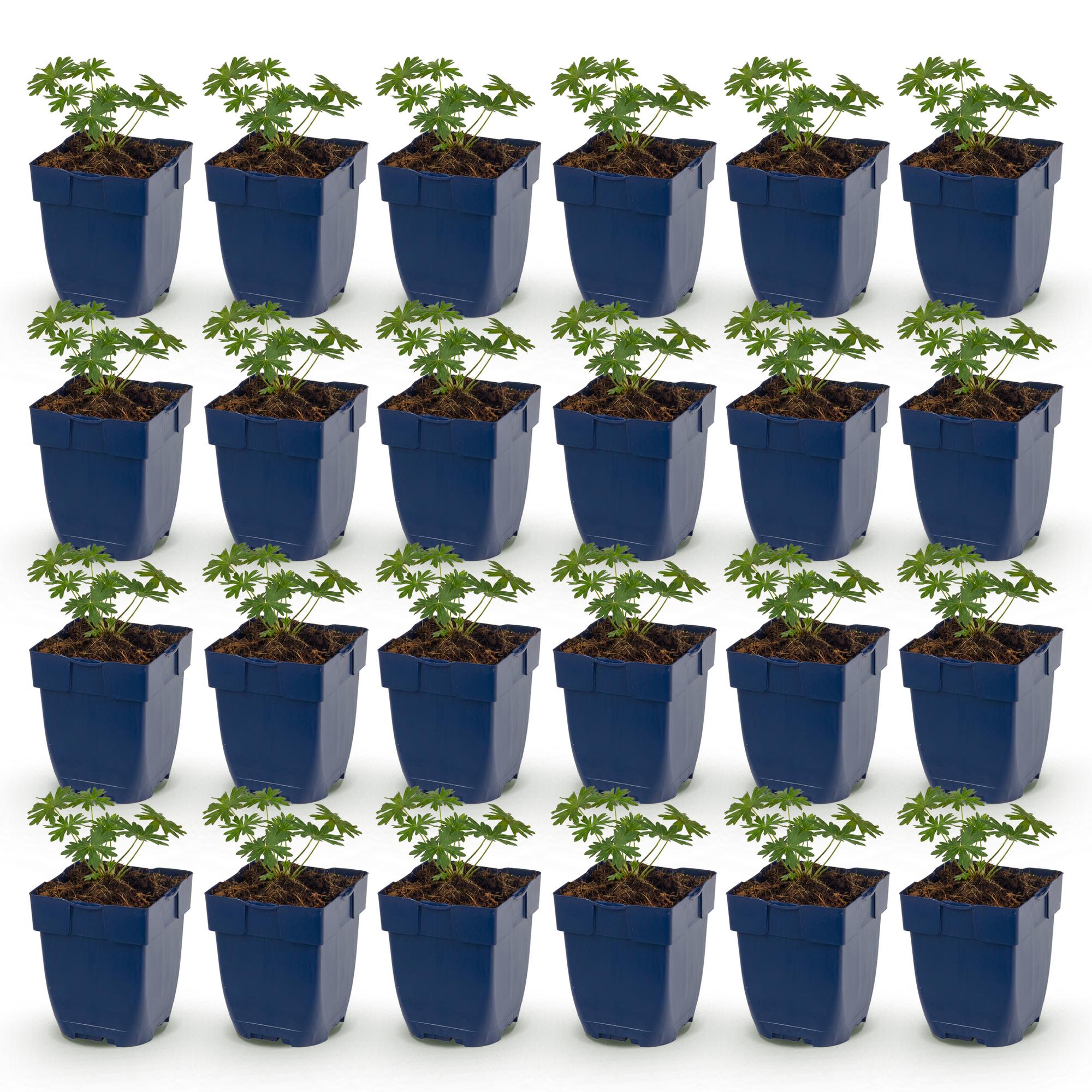Vasteplant - Geranium sang. Album - Ooievaarsbek - Bodembedekkend - Wit - 24 Planten - Pot 11cm - Hoogte 15-25cm