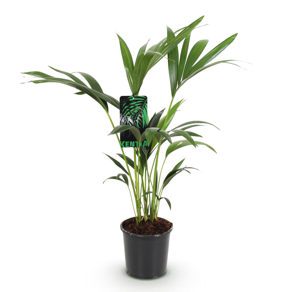 Kamerplant - Howea Forsteriana - Kentia Palm - Weinig Onderhoud - Groen - 1 plant - Pot 17cm - Hoogte 70-75cm