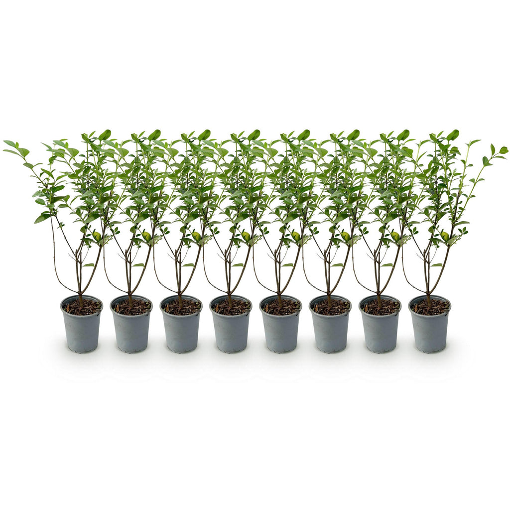 8x Ligustrum ovalifolium - Gewone Liguster - Haagplanten - Groenblijvend - Groen - Pot 9cm - Hoogte 35-45cm