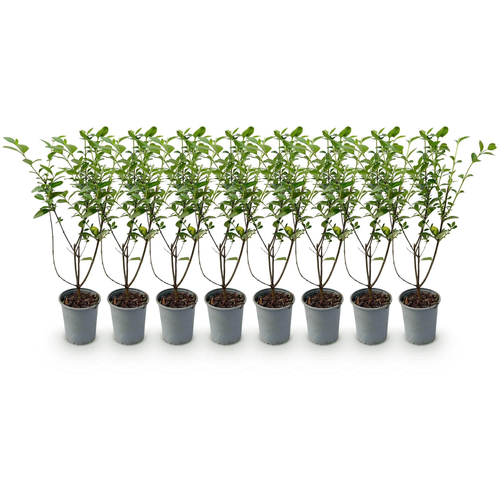 8x Ligustrum ovalifolium - Gewone Liguster - Haagplanten - Groenblijvend - Groen - Pot 9cm - Hoogte 35-45cm