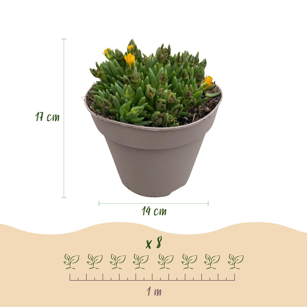 Bodembekker - Winterhard - Delosperma - 8 Planten - Kleuren Rood - Geel - Paars - Roze - Weinig Onderhoud - Pot 14 Hoogte 17