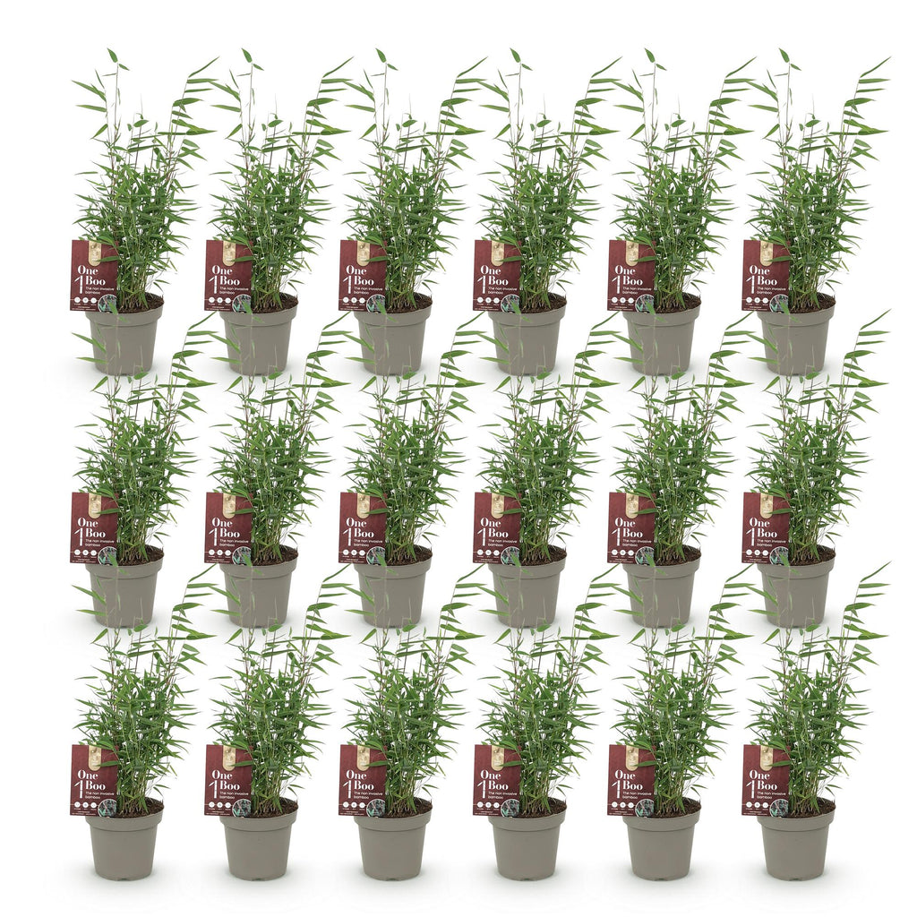 Bamboe - Fargesia Red Dragon - Bladhoudend - Niet Woekerend - Groen - 18 Planten - Pot 14cm - Hoogte 35cm