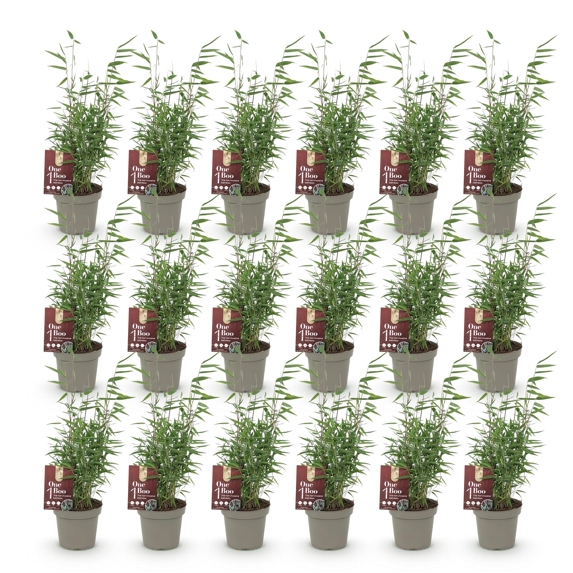 Bamboe - Fargesia Red Dragon - Bladhoudend - Niet Woekerend - Groen - 18 Planten - Pot 14cm - Hoogte 35cm
