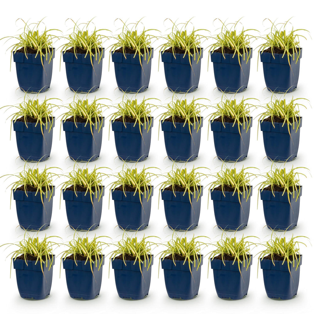 Grassen - Carex oshimensis Evergold - Japanse Zegge - Groenblijvend - Geel-Groen - 24 Planten - Pot 11cm - Hoogte 15-25cm