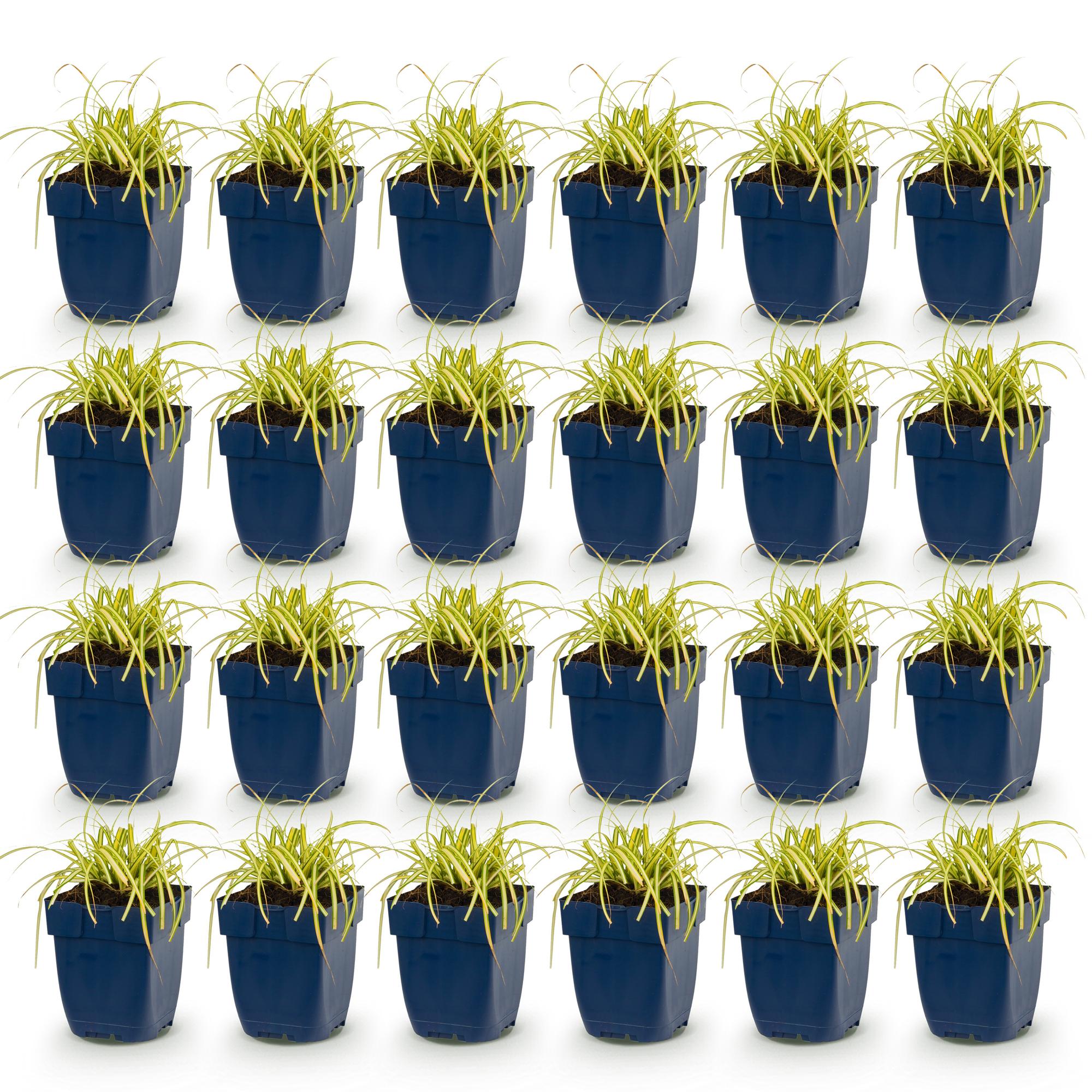 Grassen - Carex oshimensis Evergold - Japanse Zegge - Groenblijvend - Geel-Groen - 24 Planten - Pot 11cm - Hoogte 15-25cm