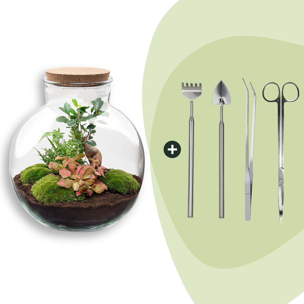 DIY Planten terrarium - Bolder Bob Bonsai - Ø 31 cm ↑ 30 cm - Rake + Shovel + Tweezer + Scissors