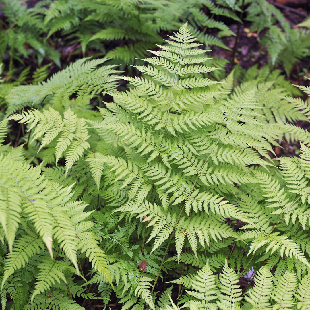 12x Dryopteris filix-mas - ↕10-25cm - Ø9cm