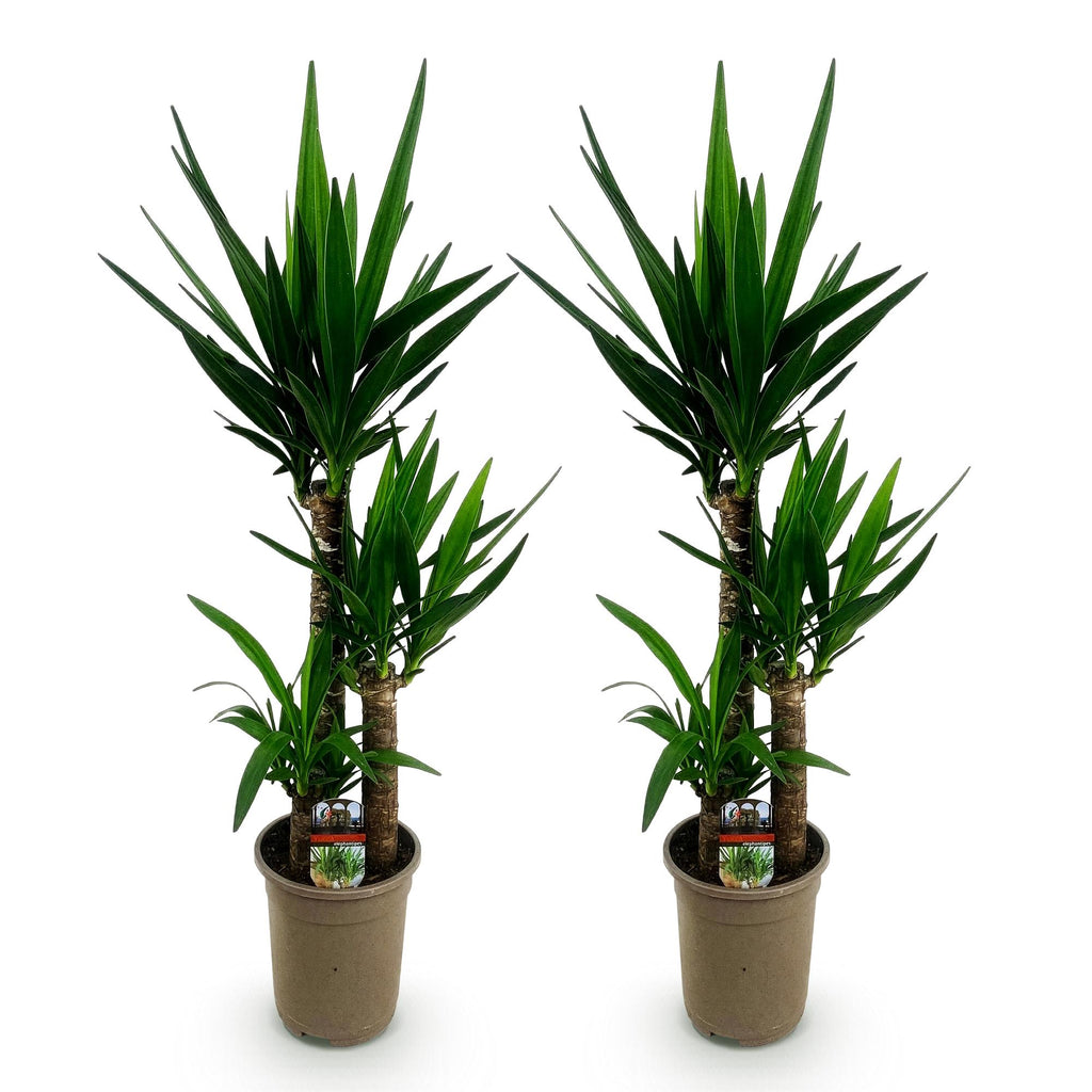 Kamerplant - Yucca elephantipes - Yucca - Weinig onderhoud - Groen - 2 - Pot 21cm - Hoogte 100cm