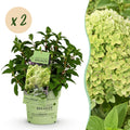 Tuinplant - Hydrangea panniculata Groundbreaker Greeny - Pluimhortensia - Winterhard - Creme - 2 Planten - Pot 14cm -Hoogte 20-25cm