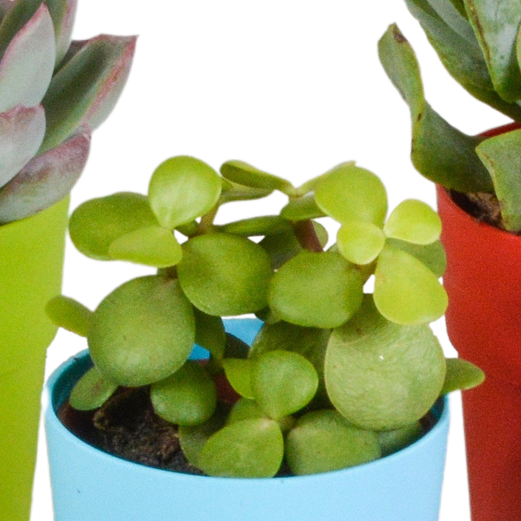 Vetplanten mix 5.5 cm - 5x - in gekleurde plasticpot