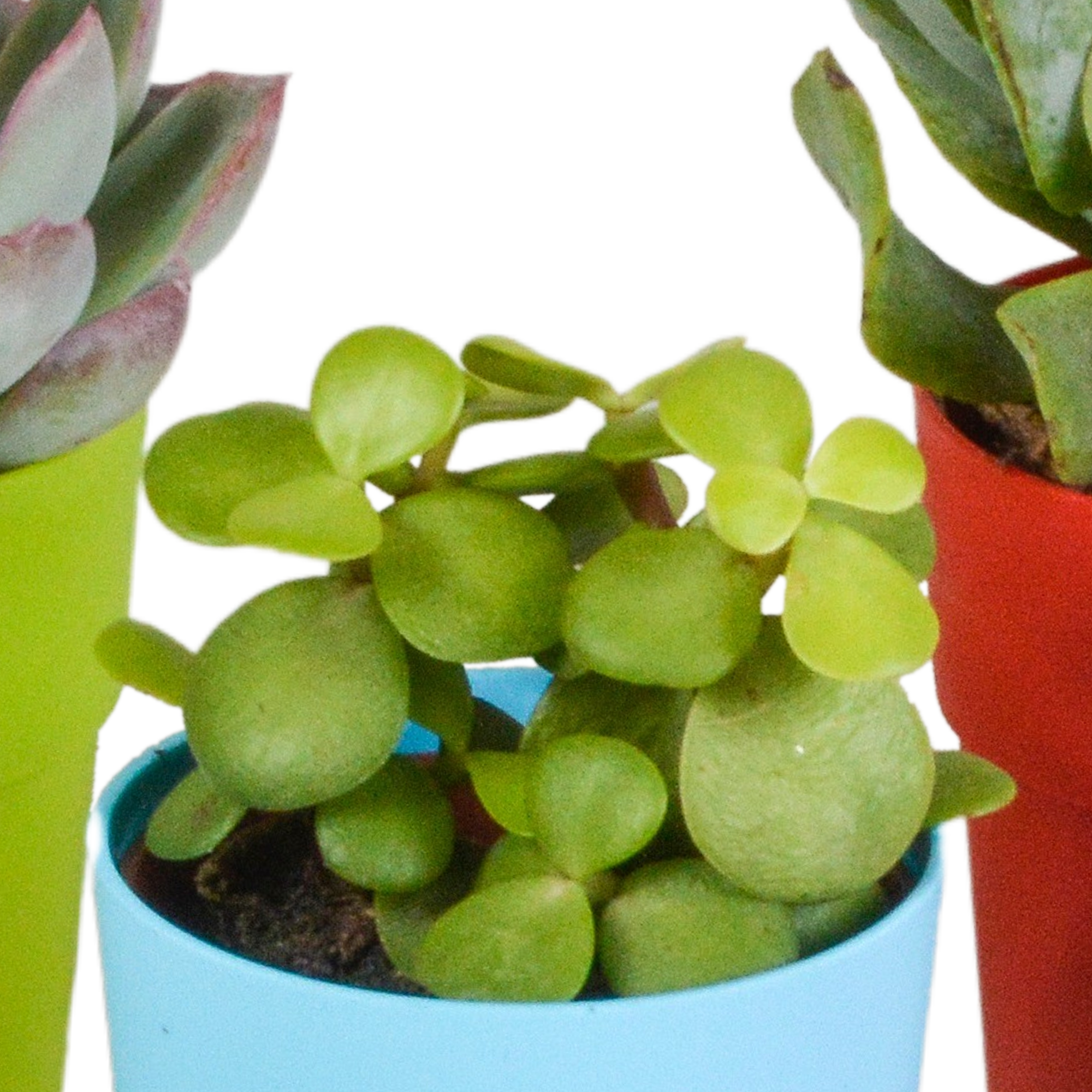 Vetplanten mix 5.5 cm - 5x - in gekleurde plasticpot