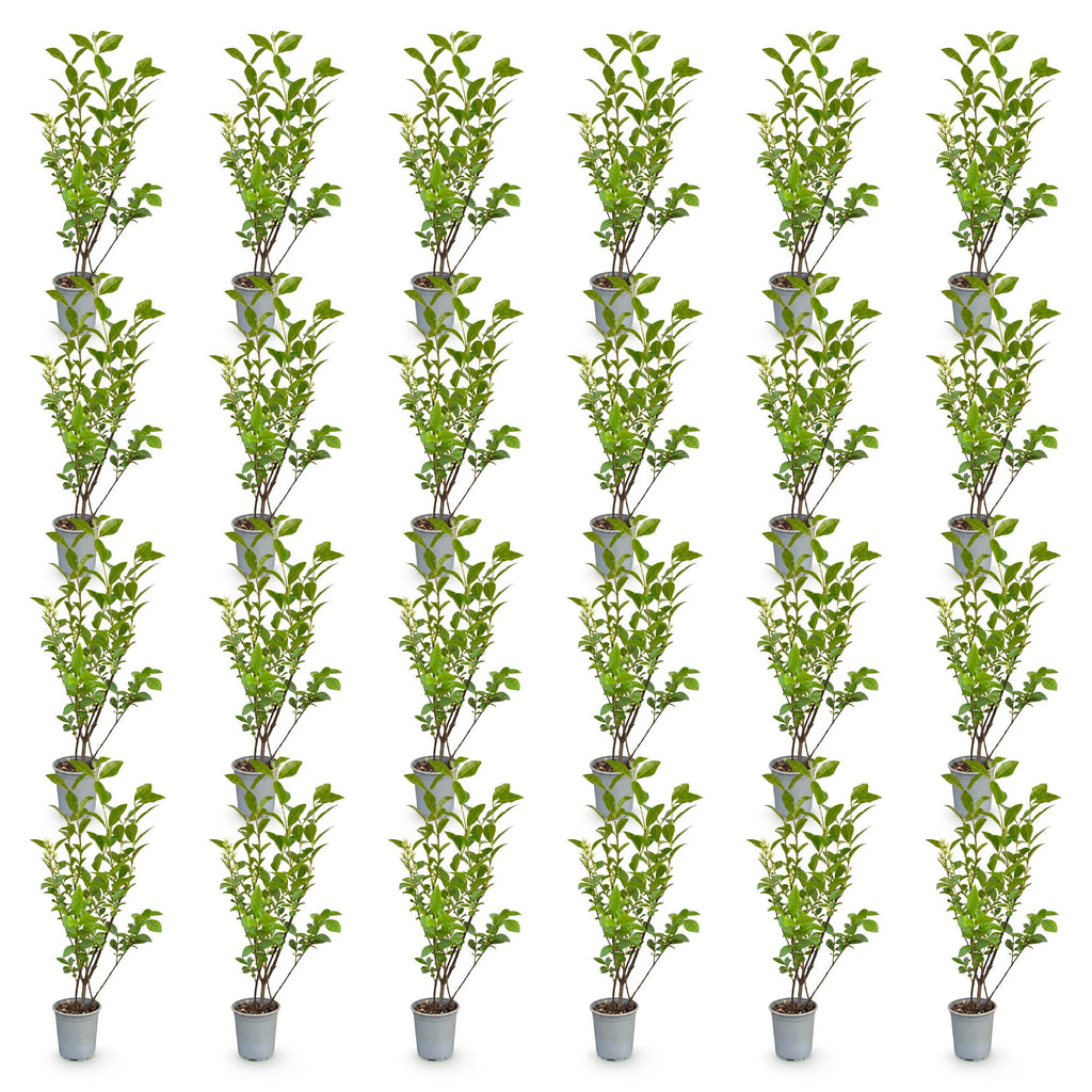 24x Ligustrum ovalifolium - Gewone Liguster - Haagplanten - Groenblijvend - Groen - Pot 9cm - Hoogte 35-45cm