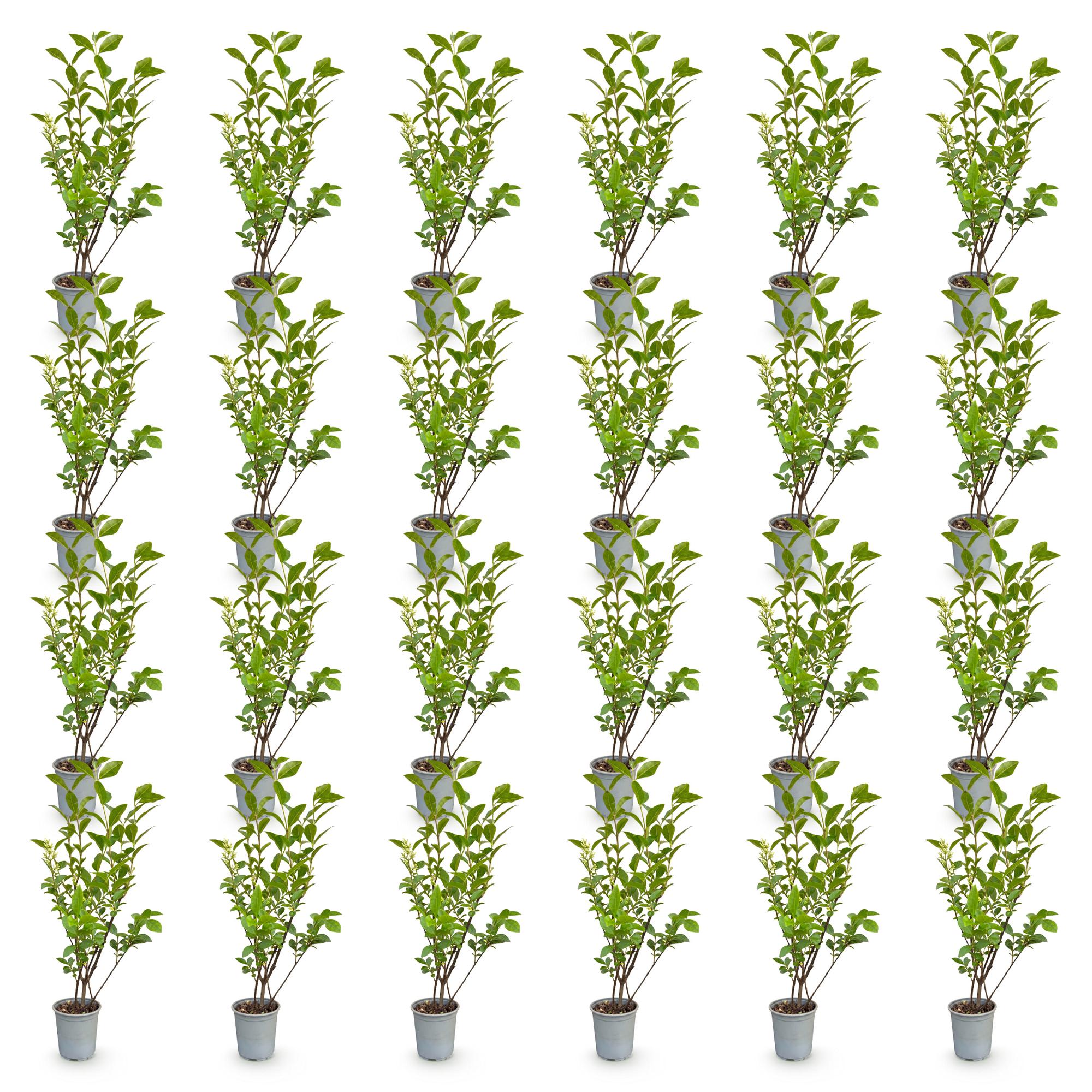 24x Ligustrum ovalifolium - Gewone Liguster - Haagplanten - Groenblijvend - Groen - Pot 9cm - Hoogte 35-45cm