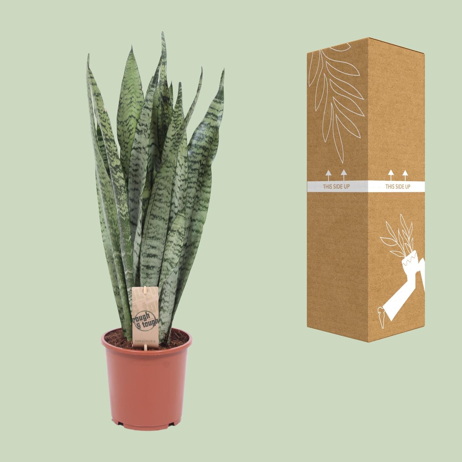 Sansevieria Zeylanica - Ø17cm - ↕60cm