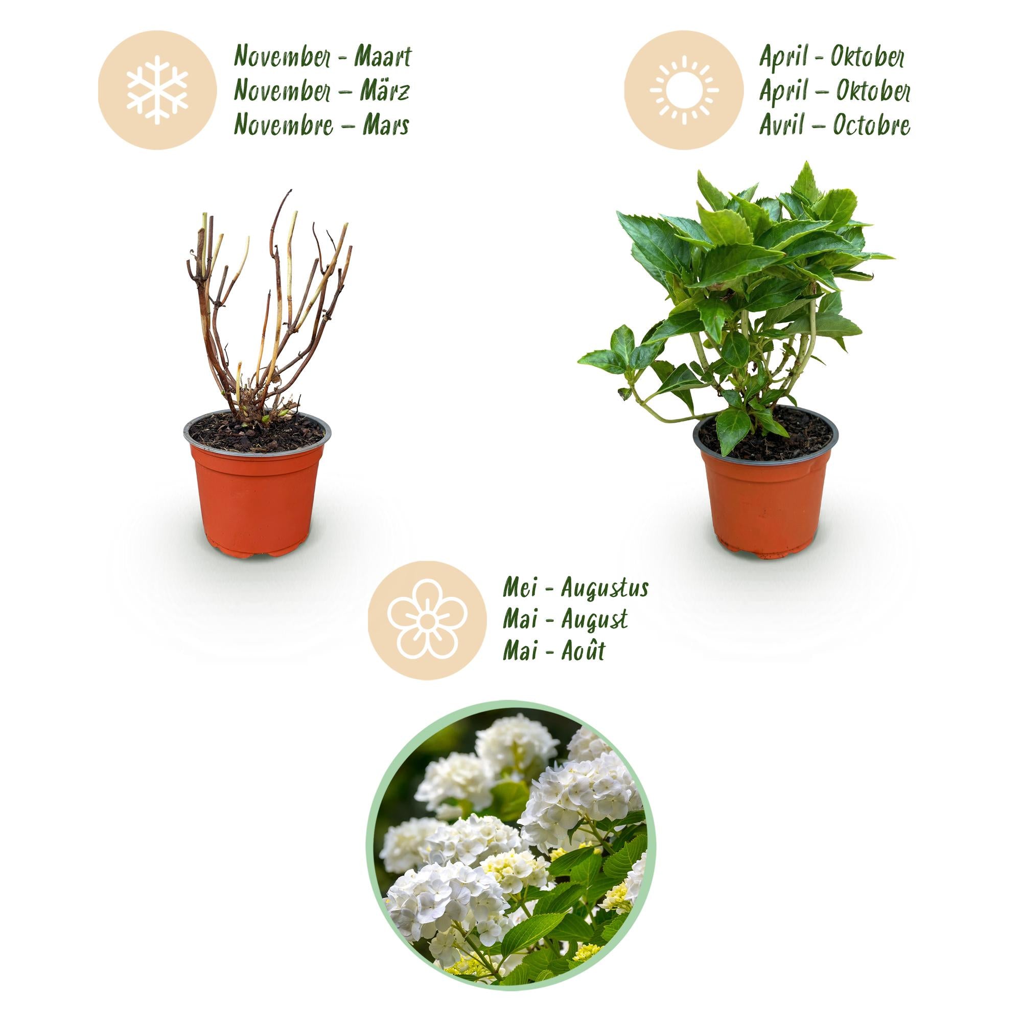 Tuinplant - Hydrangea macrophylla Wit - Hortensia - Winterhard - Wit - 3 Planten - Pot 12cm - Hoogte Hoogte 20-30cm