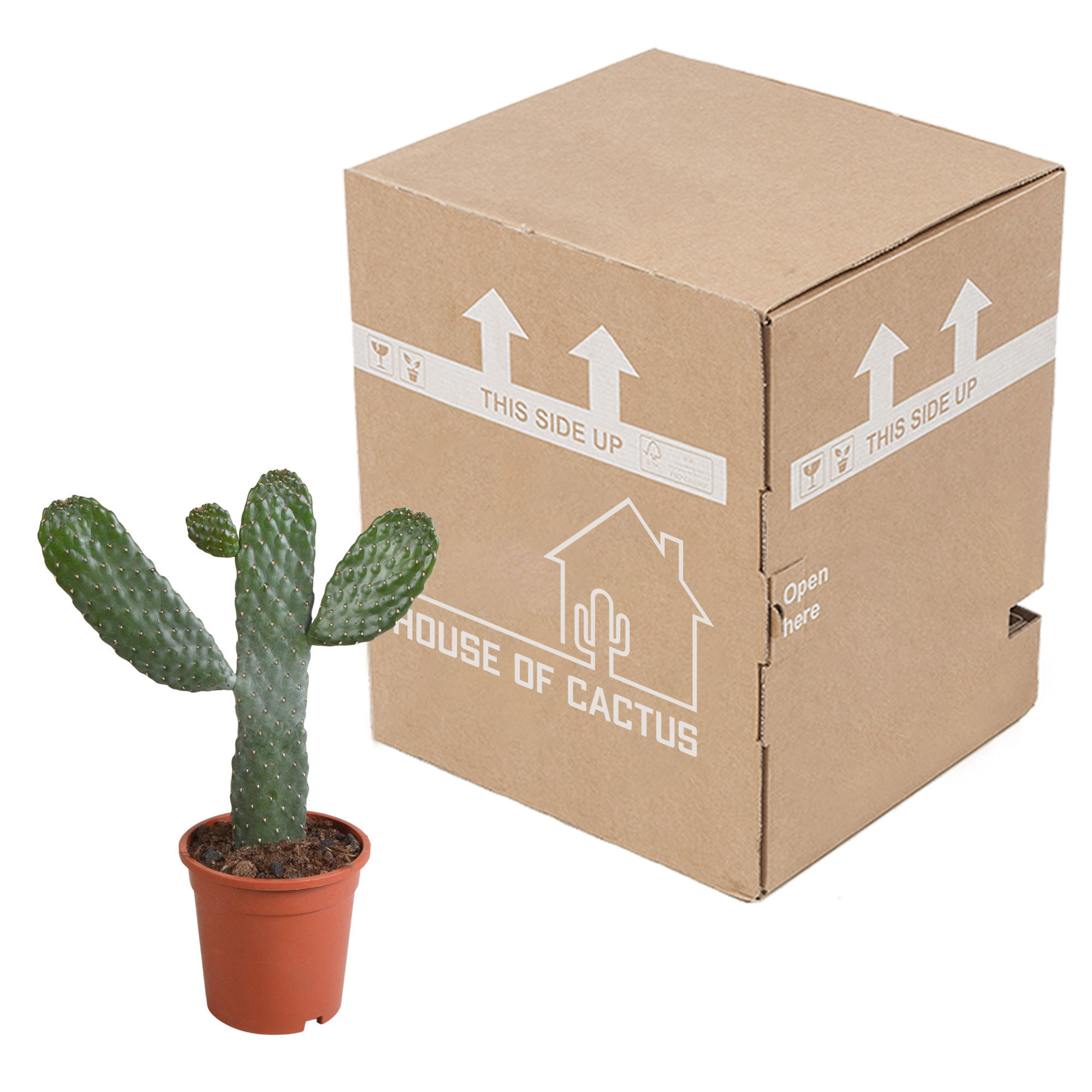 Opuntia consulea - 17cm - zonder pot